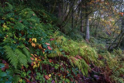 Path hidden by brambles and ferns enters a humid autumn forest Stock Photos