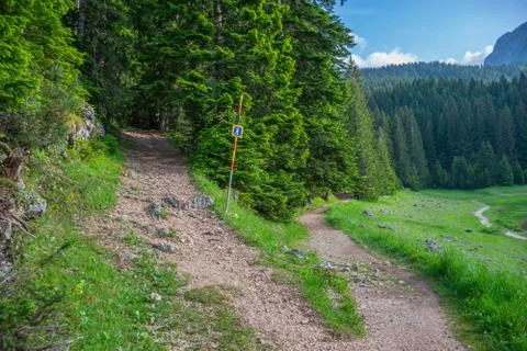 The path for hiking in the coniferous forest. Stock-Fotos