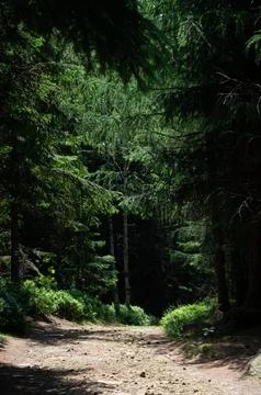 A path on a hiking trail Stock Photos