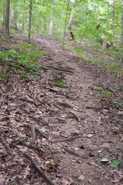 Path on a hill in the woods Stock Photos