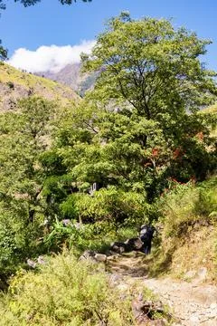 A path to a house in the jungle. Stock Photos