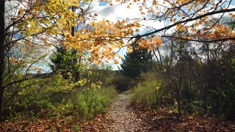 The path to the house from the maple grove Stock Footage 141742531