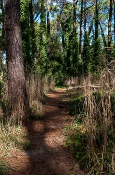 Path inside the forest of Villa Gesell Stock Photos