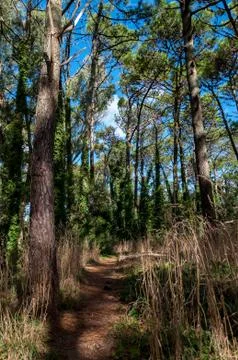 Path inside the forest of Villa Gesell Stock Photos