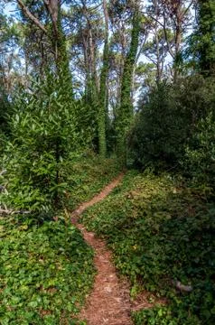 Path inside the forest of Villa Gesell Stock Photos