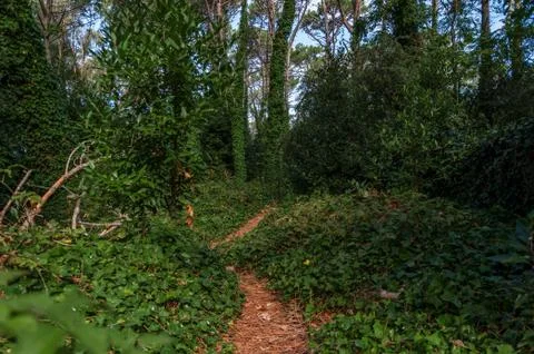 Path inside the forest of Villa Gesell Stock Photos