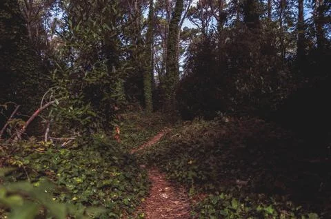 Path inside the forest of Villa Gesell Stock Photos