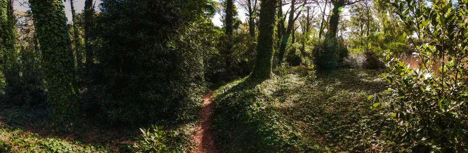 Path inside the forest of Villa Gesell Stock Photos