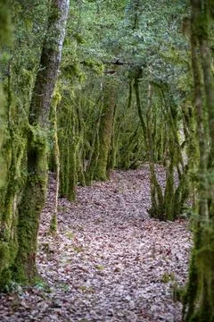 Path inside a green forest with trees completely covered with moss and dry Stock Photos