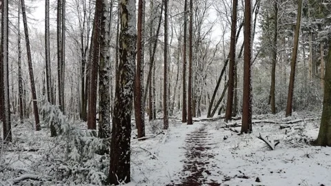 Path inside snowy forest Netherlands Stock Footage 173438013