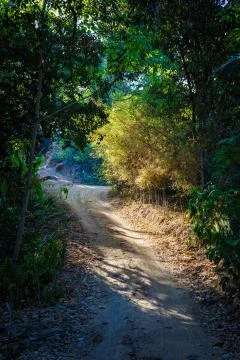Path in the jungle Stock Photos