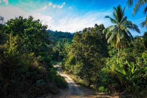 Path in the jungle Stock Photos