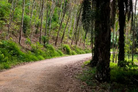Path in the jungle Stock Photos