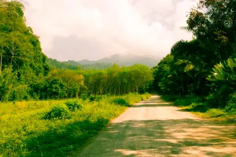 Path in the jungle Stock Photos