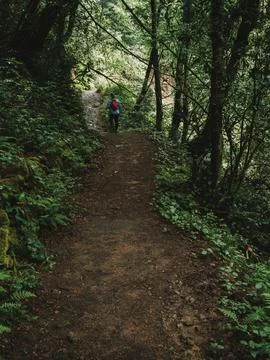 Path into jungle Stock Photos
