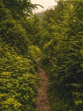 Path into jungle Stock Photos