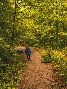 Path into jungle Stock Photos