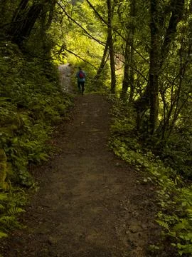 Path into jungle Stock Photos