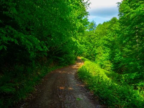 Path into jungle Stock Photos