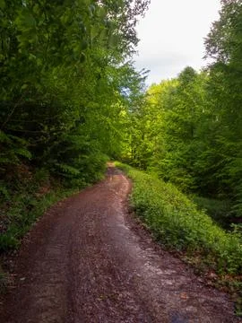 Path into jungle Stock Photos