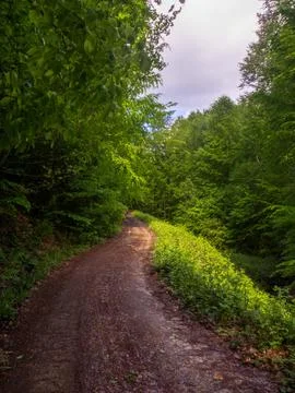 Path into jungle Stock Photos