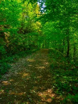 Path into jungle Stock Photos