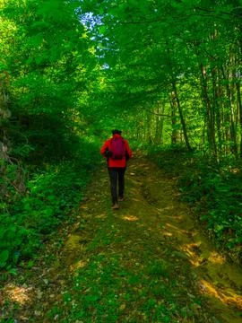 Path into jungle Stock Photos