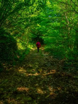 Path into jungle Stock Photos