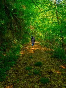 Path into jungle Stock Photos