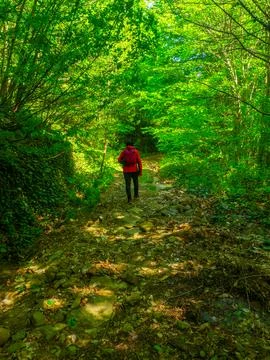Path into jungle Stock Photos
