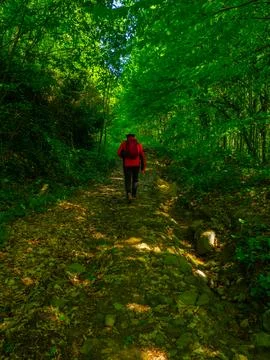 Path into jungle Stock Photos