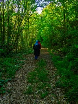 Path into jungle Stock Photos