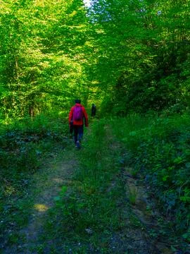 Path into jungle Stock Photos
