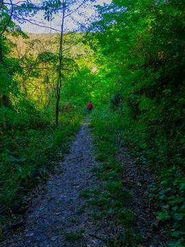 Path into jungle Stock Photos