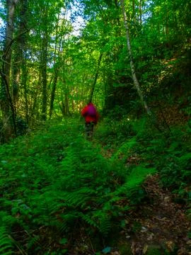Path into jungle Foto stock