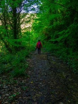 Path into jungle Stock Photos