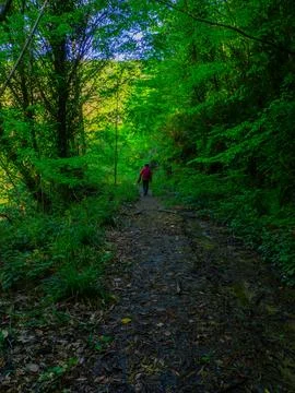 Path into jungle Stock Photos