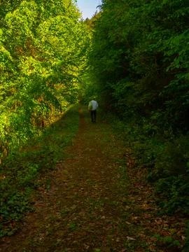 Path into jungle Stock Photos