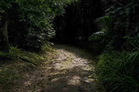Path in the jungle surrounded by thick vegetation. Azores, Portugal Stock Photos