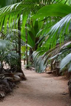 Path in the Jungles Stock Photos