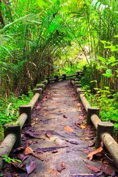 Path to the jungle,Trang,Thailand Stock Photos