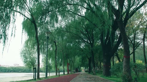 A path by the lake in the park Stock Footage 234053347