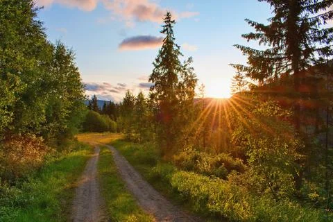 Path in late summer forest in sunset light. Stock Photos
