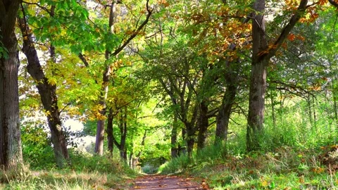 Path leading along the oak grove Stock Footage 219480637