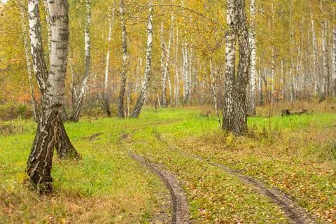 Path leading to autumn forest. Autumn landscape. Stock Photos