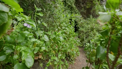 Path leading into dark tunnel Stock Footage 338128360