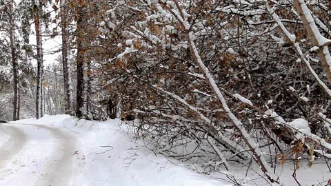 The path leading from the forest to the road to the city Vidéo 170191888