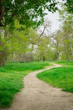 Path leading to the forest thicket, spring forest Foto stock