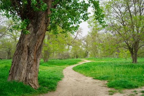 Path leading to the forest thicket, spring forest Foto stock
