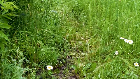 Path leading into the forest, through the tall grass Stock Footage 113895925